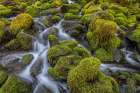 Washington State-Olympic National Park Cedar Creek scenic Art Print